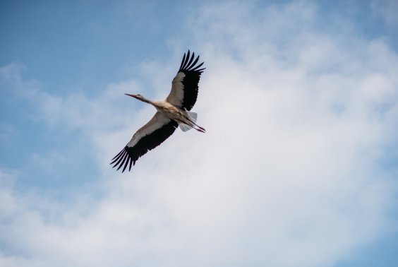 Wyczekiwane - są, przyleciały!