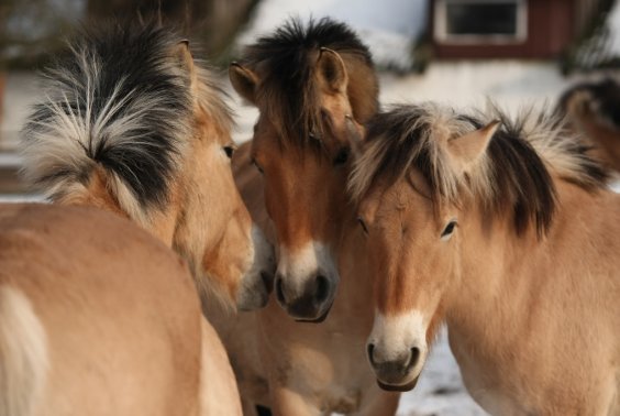 Zaproszenie na wspólną Wigilię Stajenną 15.12