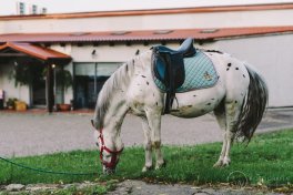 Przejażdżki na kucach dostępne od kwietnia do września [niedziele]