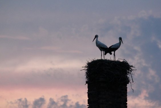 Wreszcie przyleciały bociany do Młodzikowa
