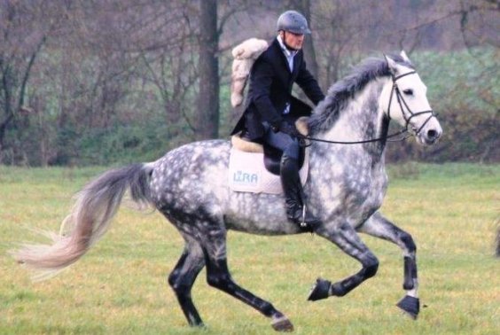 BIESIADA W SIODLE - HUBERTUS 2014