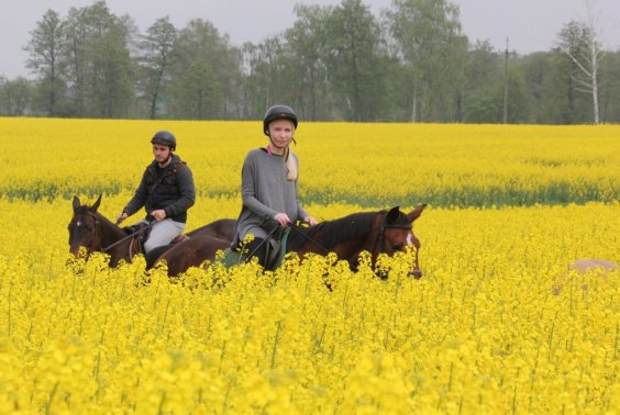 Żółto nam w Młodzikowie