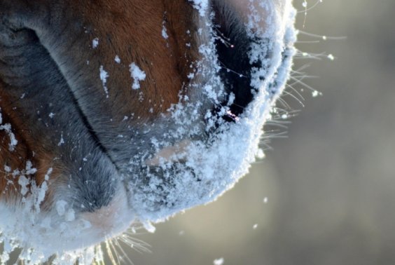 Zapraszamy na ZIMOWE OBOZY JEŹDZIECKIE